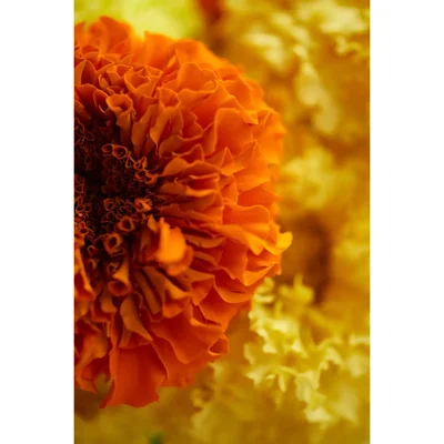 orange marigold petals in soft focus